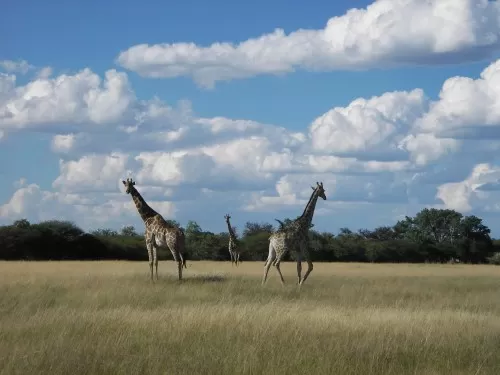 Giraffe in Savannah
